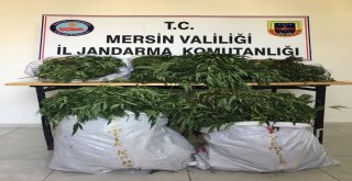 Mersinde 43 Kilo Esrar Ele Geçirildi