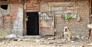 Çocuğa Saldıran Köpekler Sahipli Çıktı