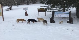 Uludağdaki Sahipsiz Hayvanlar Düzenli Olarak Besleniyor