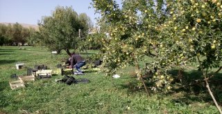 Gürpınarda Elma Hasadı Başladı