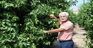 Limonun Ateşini Hasat Düşürecek