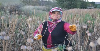 Afyonkarahisarda Haşhaş Hasadı Erken Başladı