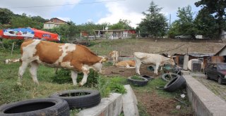 Kocaelide Kurban Bayramı Öncesi Şarbon Paniği