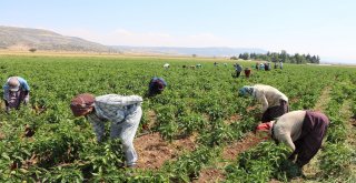 Kahramanmaraşta Turşuluk Biber Üretimine Başlandı