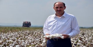 Çukurovada ‘Beyaz Altın Eski Günlerine Dönüyor