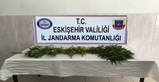 Eskişehirde Kamu Arazisinde 127 Kök Kenevir Ele Geçirildi