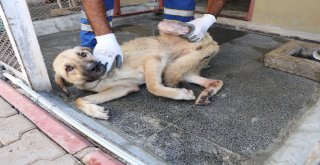 Ampute Köpekler Bu Merkezde Hayata Bağlanıyor