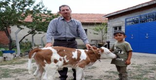 Buzağının Üzerinde Ay Yıldıza Benzeyen Desen Görenleri Şaşırtıyor