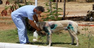 Otomobilin Arkasına Bağlanan Köpek Bakıma Alındı