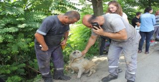 İşçilerin Sahiplendiği Köpek, Atık Fabrikasında Çıkan Yangında Tahliye Görevlisi Gibi Çalıştı