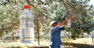 Sinek Tuzağa Takıldı, 82 Bin Zeytin Ağacı Kurtuldu