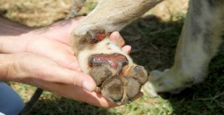 Otomobilin Arkasına Bağlanan Köpek Bakıma Alındı