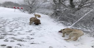 Uludağdaki Sahipsiz Hayvanlar Düzenli Olarak Besleniyor