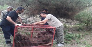 İşçileri Kovalayan Hasta Ayı Gökçebeyde Tedavi Edilecek