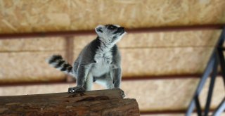 Hayvan Parkındaki Lemurlar İlgi Odağı Oldu