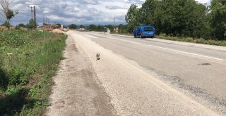 Kazaya Neden Olan Yavru Köpek Araç Altından Sağ Çıktı