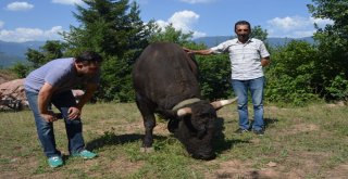 Şampiyon Boğalar Büyük Güreşlere Hazır