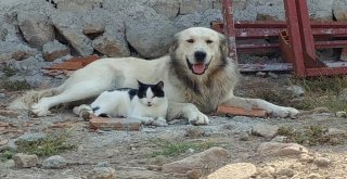 Köpeğe Masaj Yapan Kedi Şaşırttı