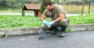 Saksağan Alex Başakşehiri Çok Sevdi