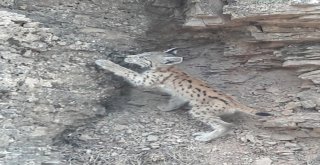 Koruma Altındaki Vaşak, Bu Kez Bingölde Görüntülendi