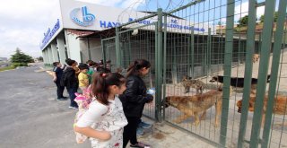 “Yetişkinler Köpek Çocuklar İse Kedi Sahipleniyor”