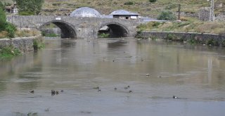 Yaban Ördekleri Karsı Mesken Tuttu