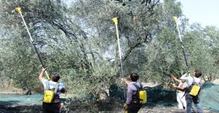 Ayvalıkta Zeytin Üreticisinin Hasat Coşkusu