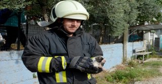 Boğulmak Üzere Olan Yavru Köpekleri İtfaiye Kurtardı