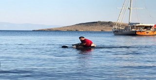 Bodrum Belediye Başkanı Mehmet Kocadon Boğulan Tatilcinin Hayatını Kurtardı