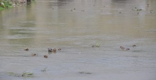 Yaban Ördekleri Karsı Mesken Tuttu