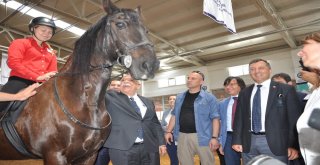 Osmanlının At Yetiştirme Merkezi Mahmudiye Eski Günlerine Dönüyor