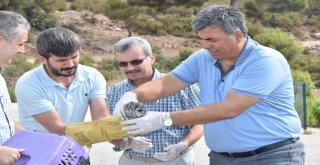 Alanyada Tedavileri Tamamlanan Baykuşlar Doğaya Salındı