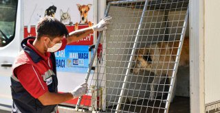 BÜYÜKŞEHİR'DEN PATİPARK'A LOJİSTİK DESTEK