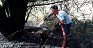 Otluk Yangını Ağaçlara Zarar Verdi