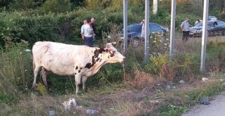 2 Büyükbaş Hayvana Çarpan Araç Hurdaya Döndü