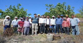 Selendide Antep Fıstığı Hasadı Başladı