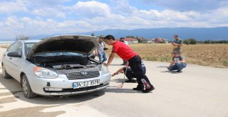 Otomobilin Altına Giren Yılan İçin Seferberlik