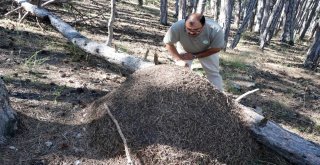 Yozgatta Dev Karınca Yuvaları Dikkat Çekti