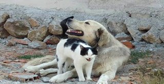 Köpeğe Masaj Yapan Kedi Şaşırttı