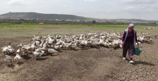 Karsta Kaz Ölümleri Yeniden Başladı