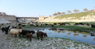 Suyu Çekilen Asi Nehri Küçükbaş Hayvanların Mekanı Oldu