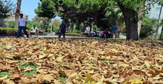 Antalyada Aşırı Sıcakla Gelen Sonbahar Görünümü