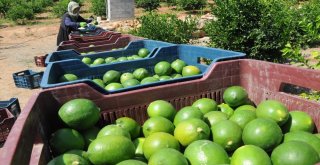 Başkandan Cezeryeli İhracatlık Limon Kesimi