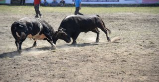 38. Kafkasör Kültür, Turizm Ve Sanat Festivali