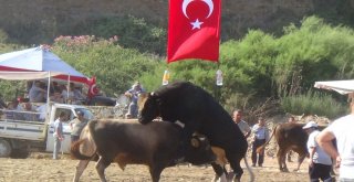 Aydında Boğa Güreşleri Sezonu Başladı