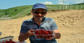 Yayla Çileklerine Büyük İlgi