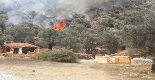 Yangın, Tarım Arazisinde Başlayıp Ormana Sıçradı