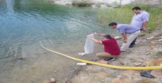 Gedizde Göletlere 8 Bin Yavru Sazan Bırakıldı