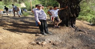 Aydında Piknik Ateşi Yangına Sebep Oldu