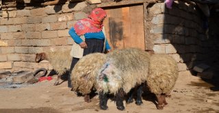 Sokak Köpekleri Sürüye Saldırdı, 30 Koyun Telef Oldu